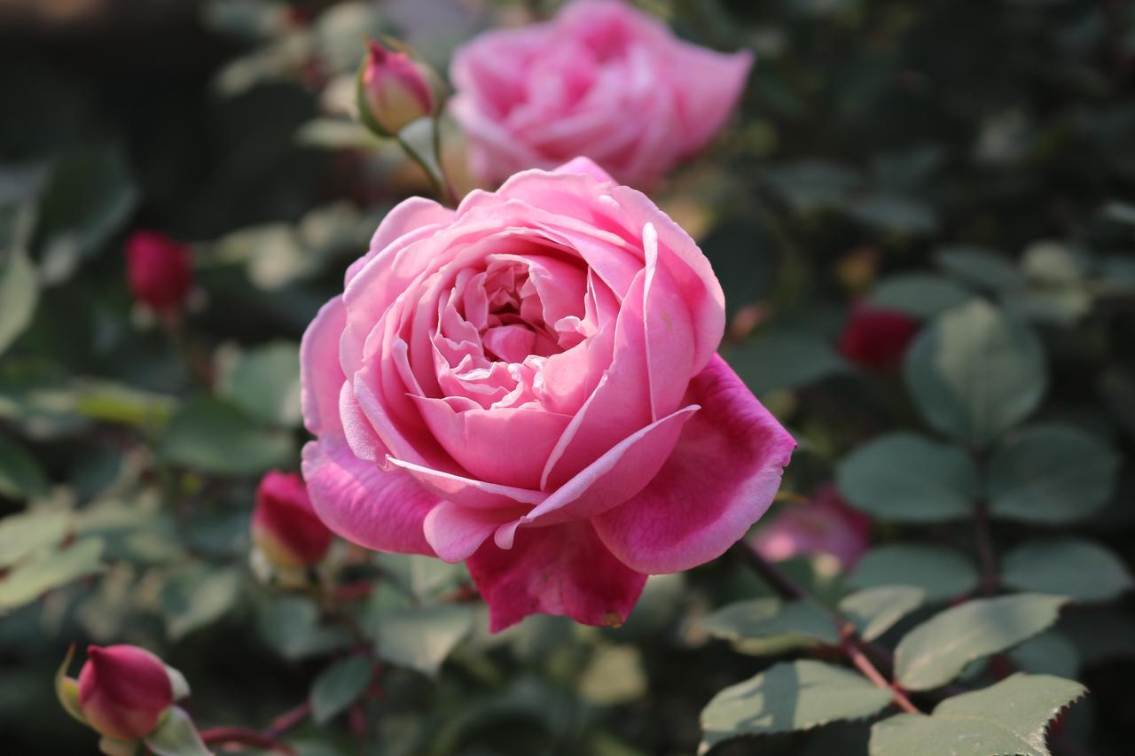 Garden होटल